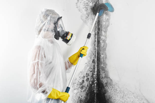 Best Mold Damage Restoration  in Mequon, WI